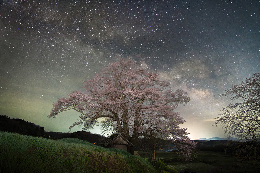 七草木の天神桜