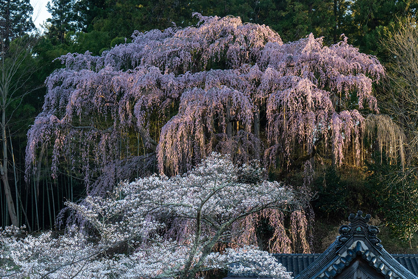 福聚寺の桜（三春町）