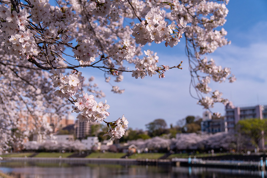 東京の桜もきれいだったよ
