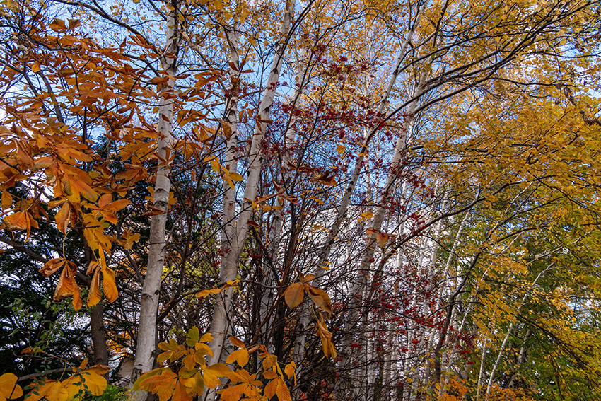 白樺と紅葉 – 北海道の秋