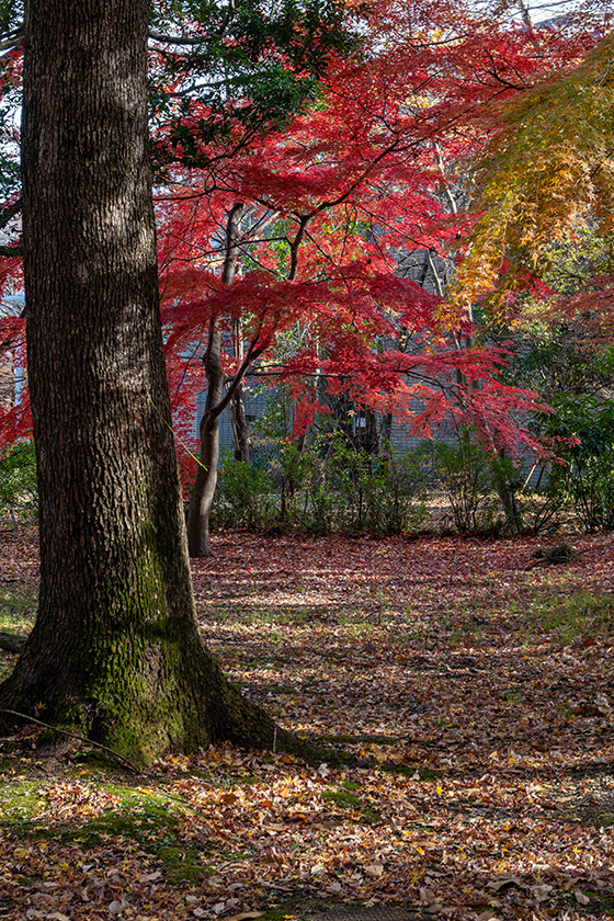 武蔵野の紅葉