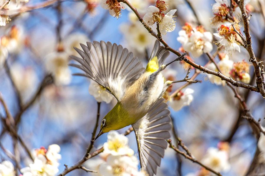ウメジロー飛ぶ