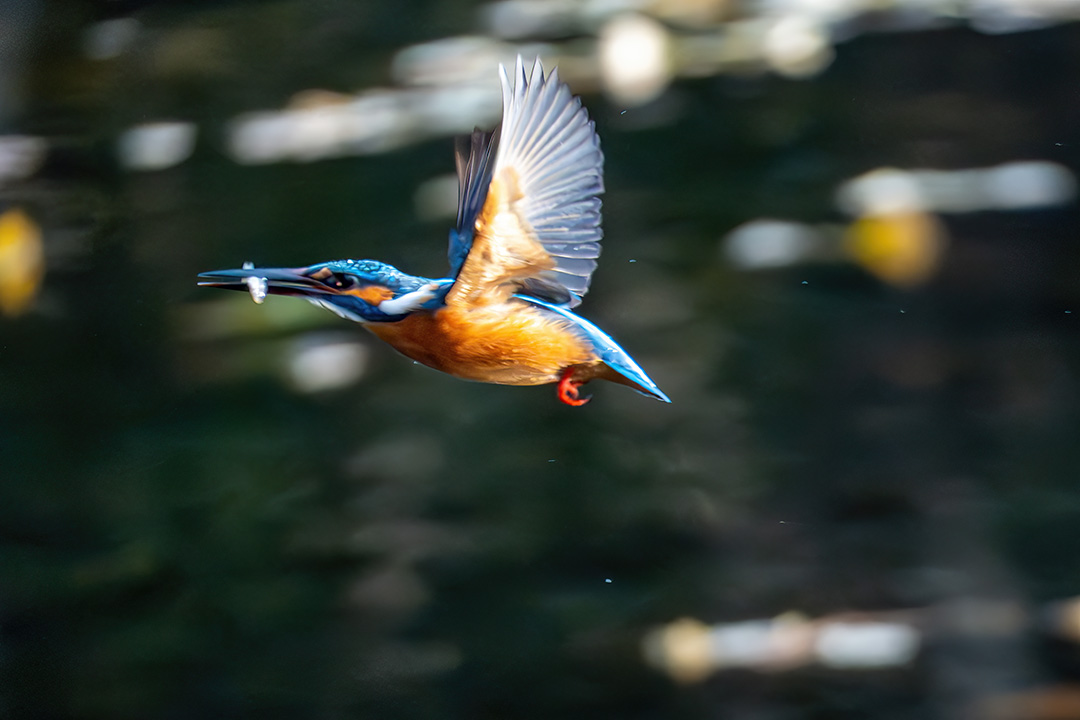 魚を咥えて飛んでいきます