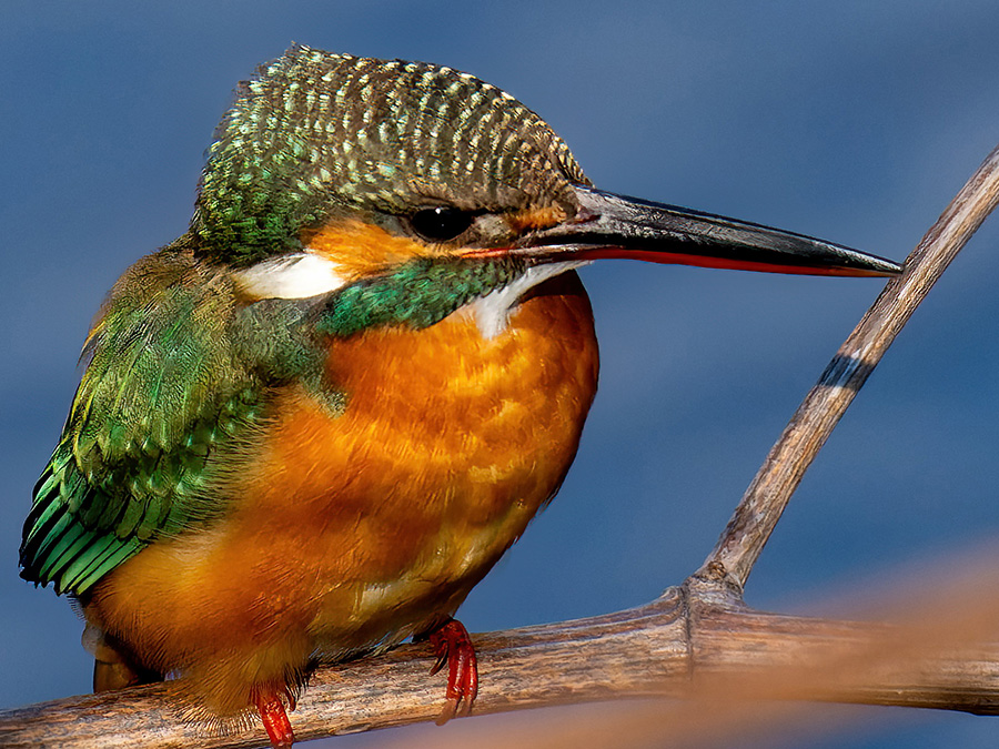 2600万画素でトリミング耐性が少しアップ