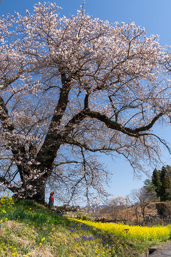 オートホワイトバランスが賢くなったと思います