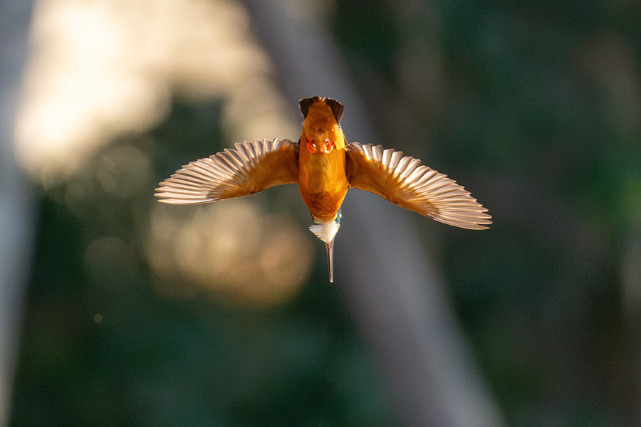 フォーカスエリア「ワイド」でも鳥を認識してくれます