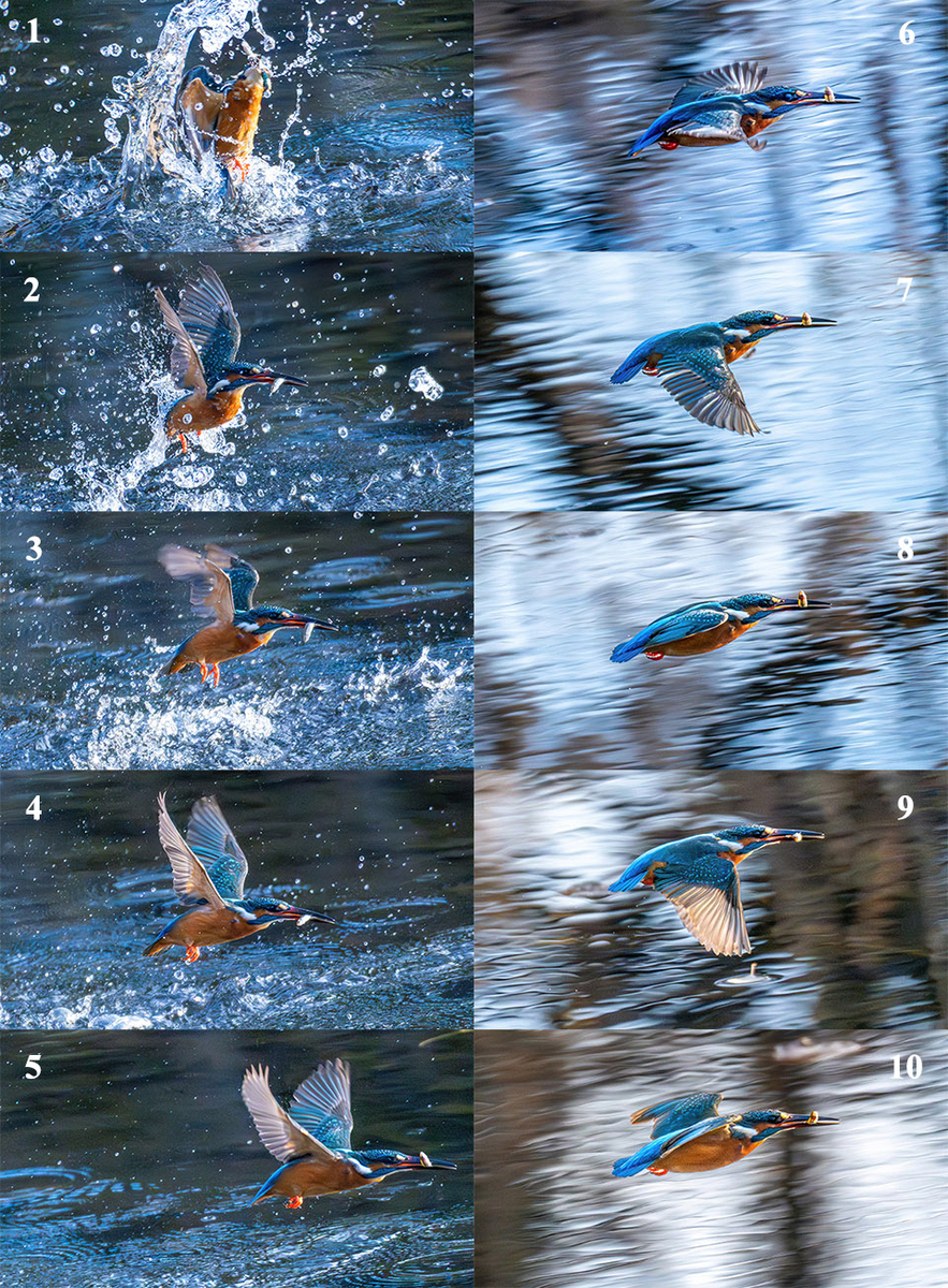 カワセミの飛び込み→飛翔 トラッキングがすごい