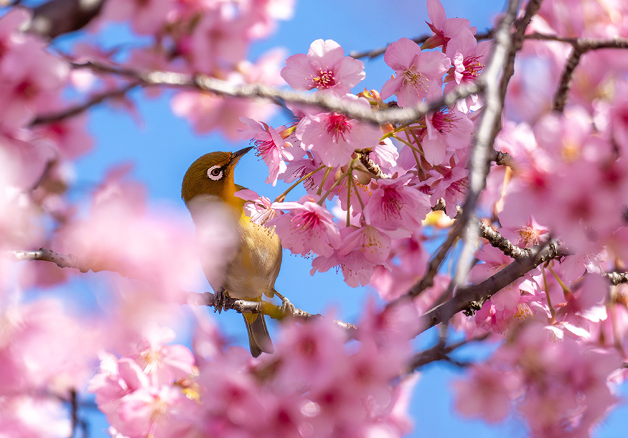 手前に花があっても鳥の眼にピントが来ます