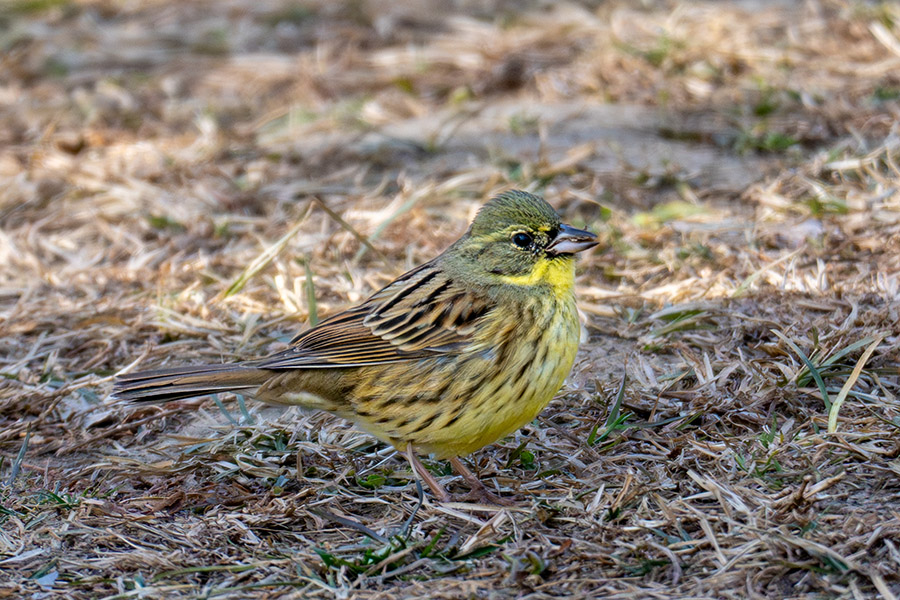 アオジ♂ 幼鳥
