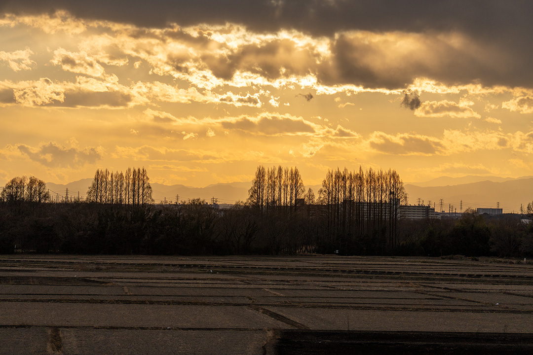秋ヶ瀬公園夕暮れ