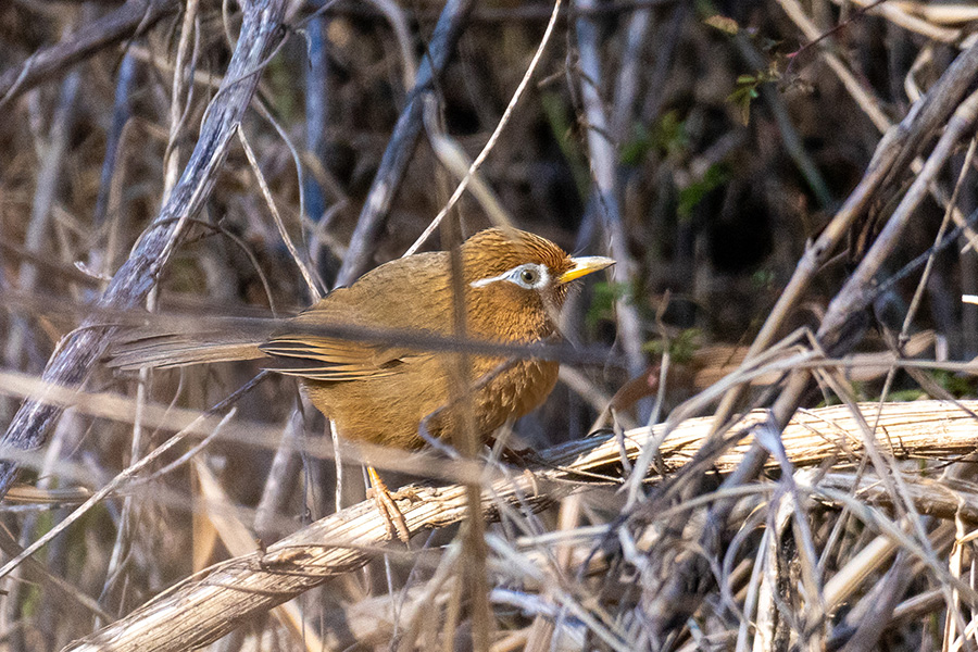 ガビチョウ