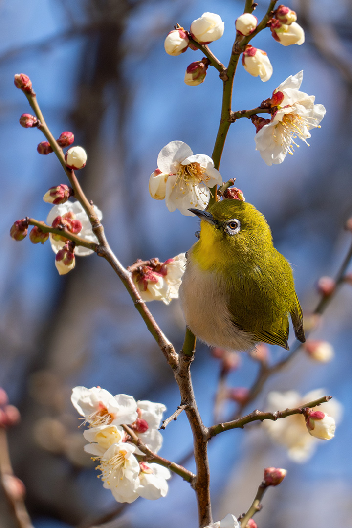 ウメジローはかわいい (^◡^)