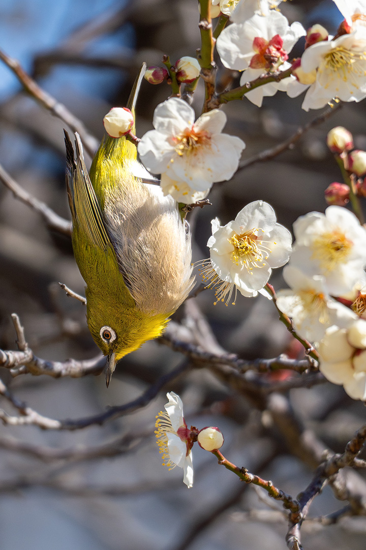 逆立ちして蜜を吸う