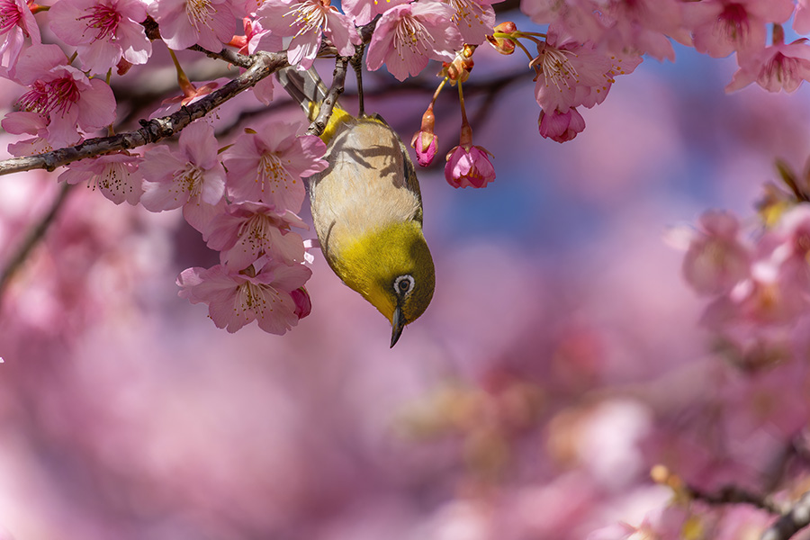 河津桜とメジロ