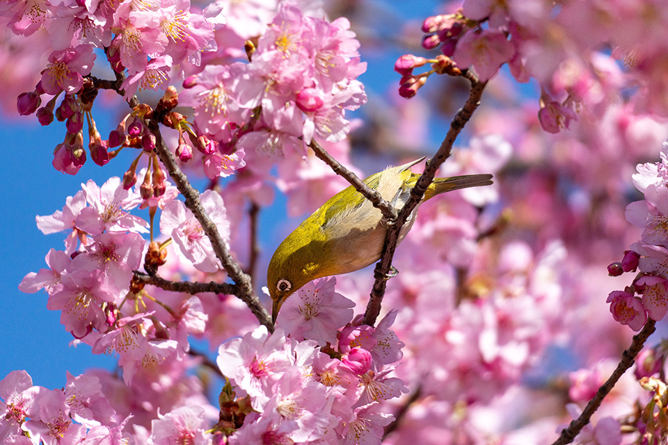 河津桜の蜜を吸うメジロ