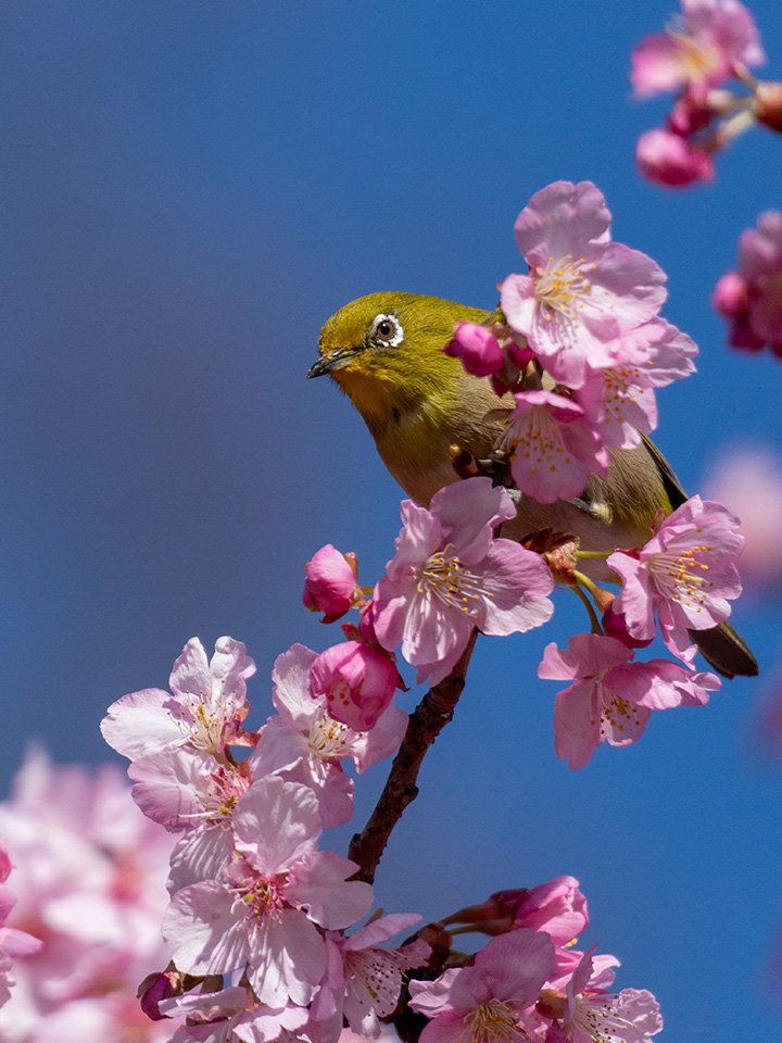 メジロは花飾りを身につけたみたい