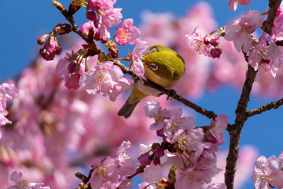 花にくちばしを突っ込んで蜜を吸いまくるから…