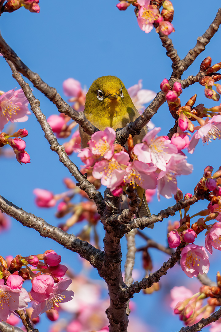 くちばしの周りが桜色（笑）