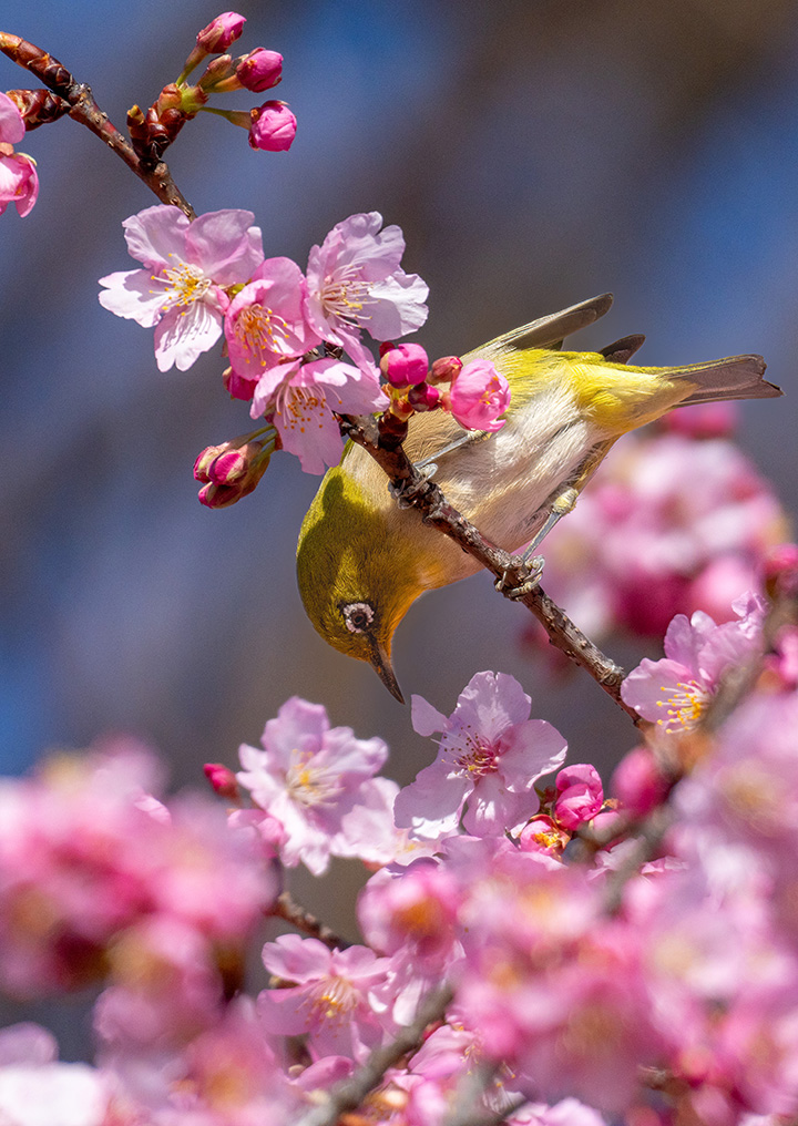 逆立ちして蜜を吸う