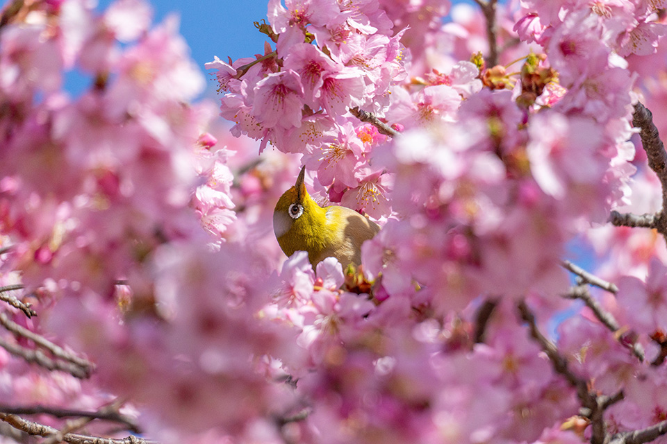メジロは桜の夢の中