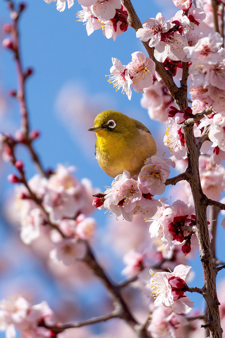 銘菓メジロ？
