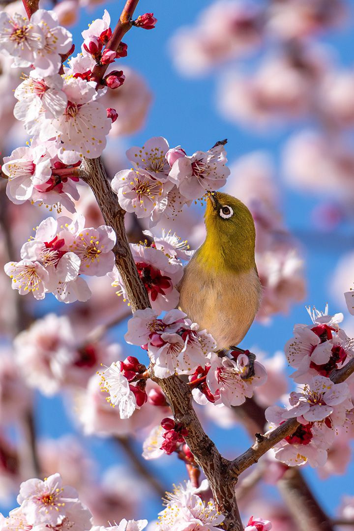 一生けんめい蜜を吸う