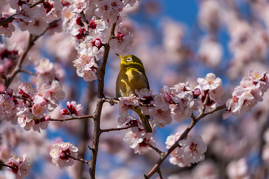 メジロの体に梅の花の影が落ちる