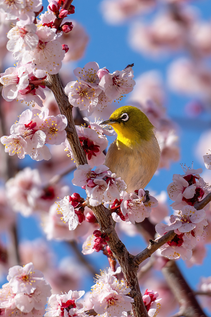 春ですなあ