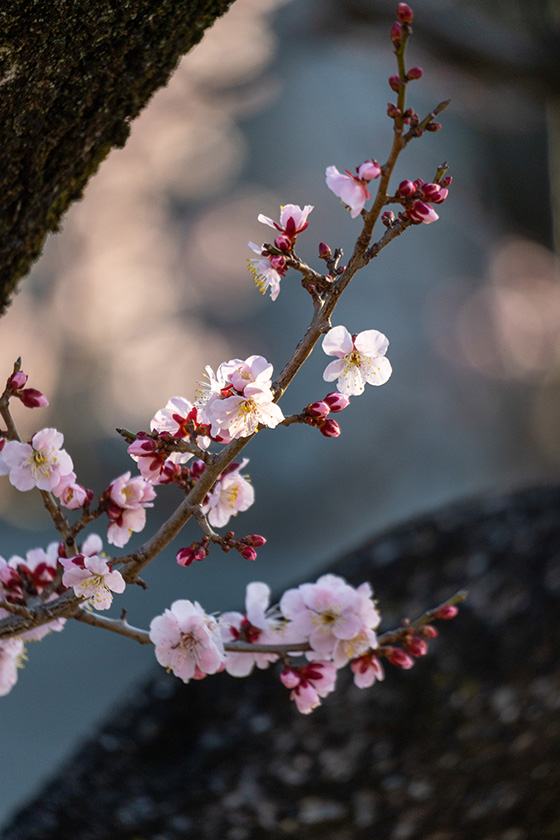梅の花は清楚ですねえ