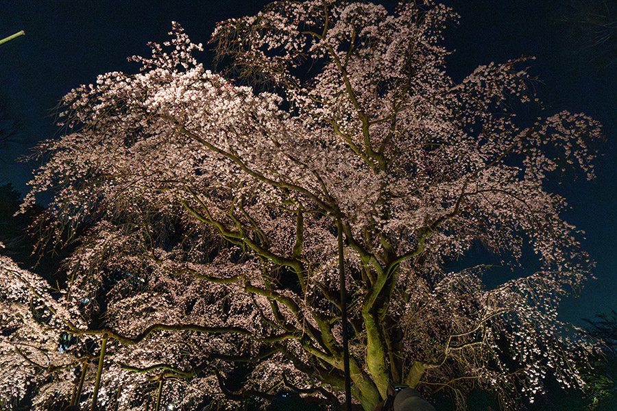 六義園の桜(水彩画) 六義園のしだれ桜が見頃に！ライトアップイベント『春夜の六義園
