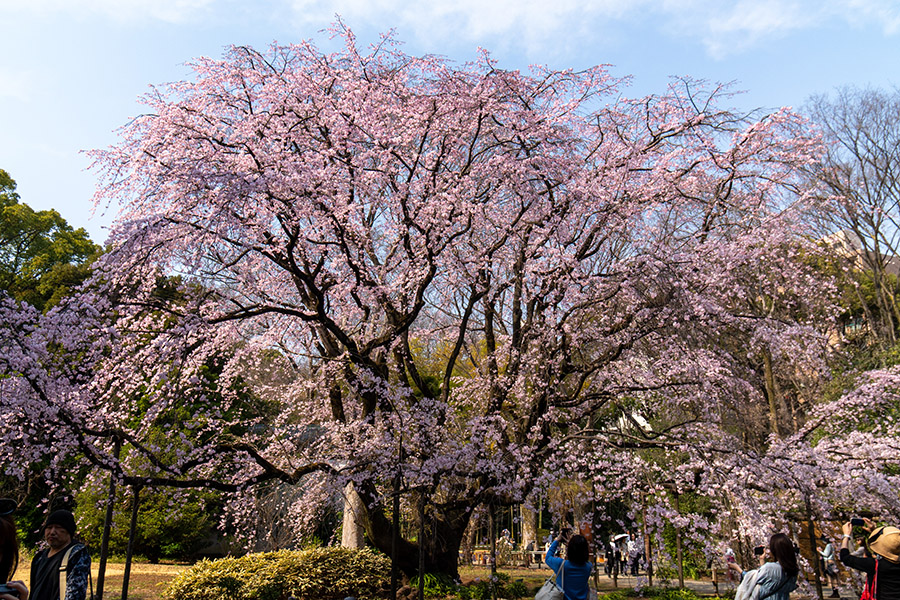 東京の桜】駒込・六義園のしだれ桜が見頃を迎えています