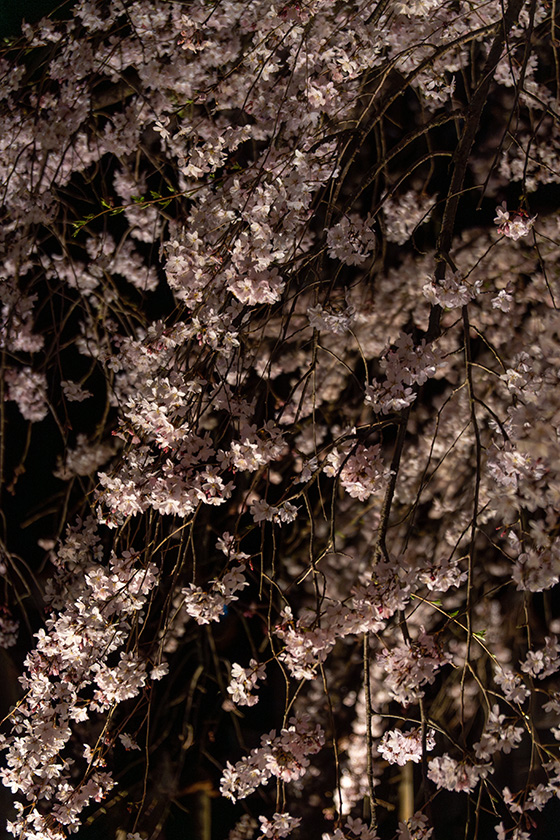 しだれ桜(六義園)水彩画 木製フレーム付き しだれ桜(六義園)水彩画 木製フレーム付き - メルカリ
