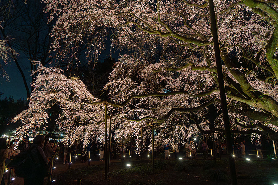 桜の木に集う人たち