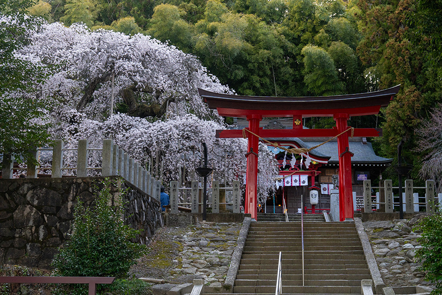 あれが諏訪神社のしだれ桜