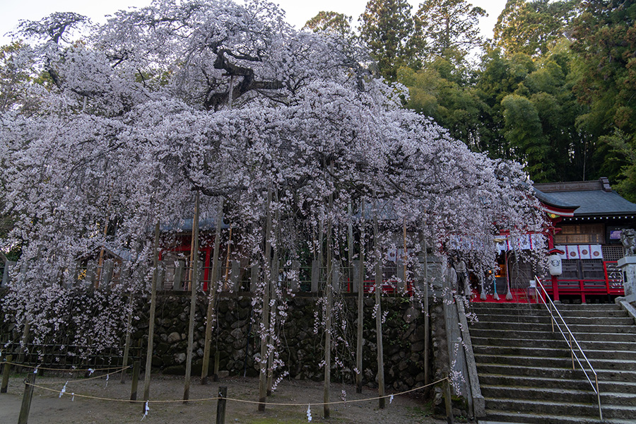 見事なしだれ桜