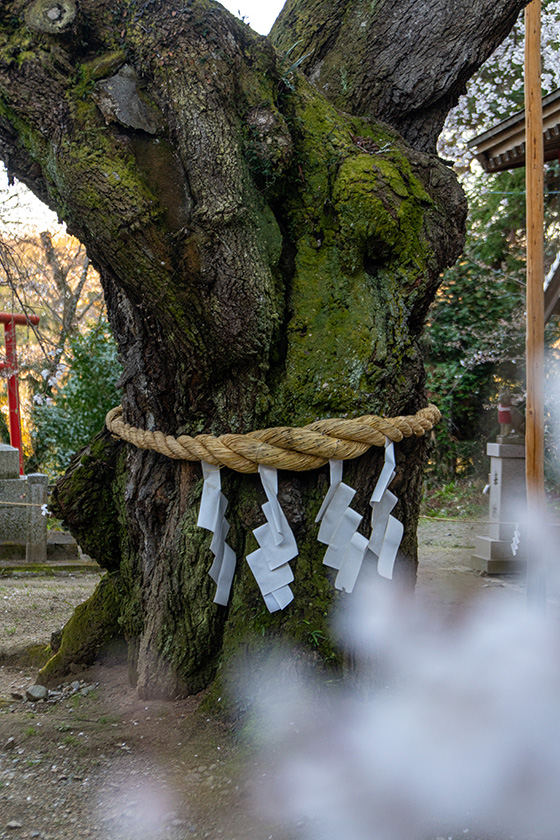 樹齢650年