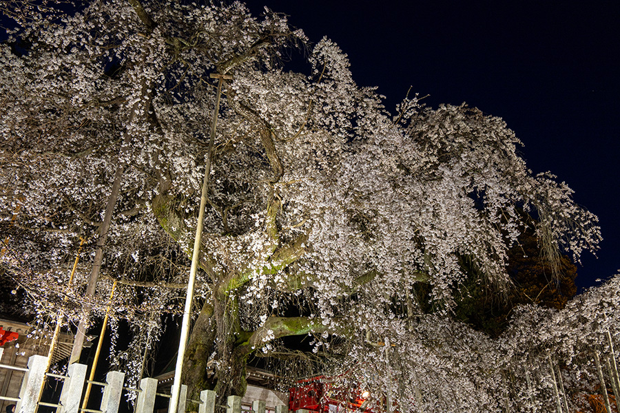 桜の下に立つと，圧倒されるようです