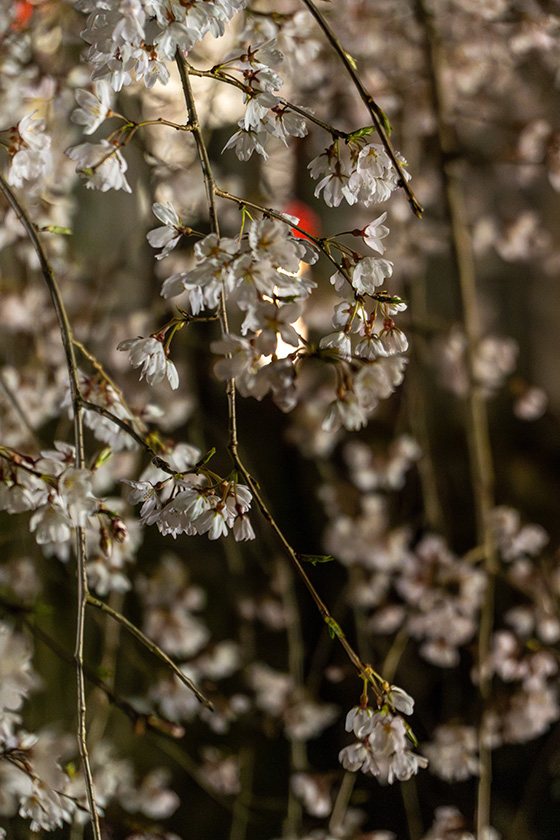 妖艶なしだれ桜