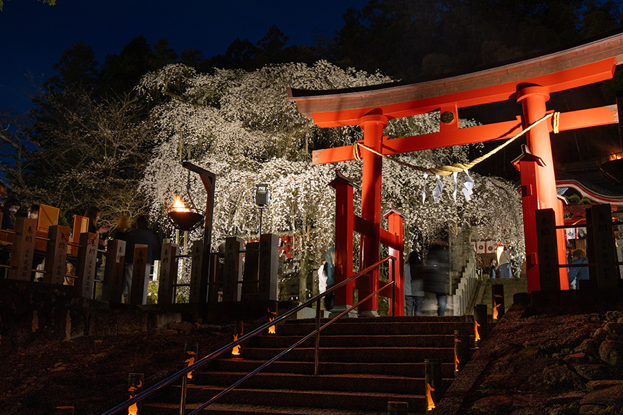 鳥居と夜桜