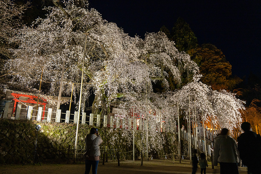 暗くなるほどに存在感を増す枝垂れ桜