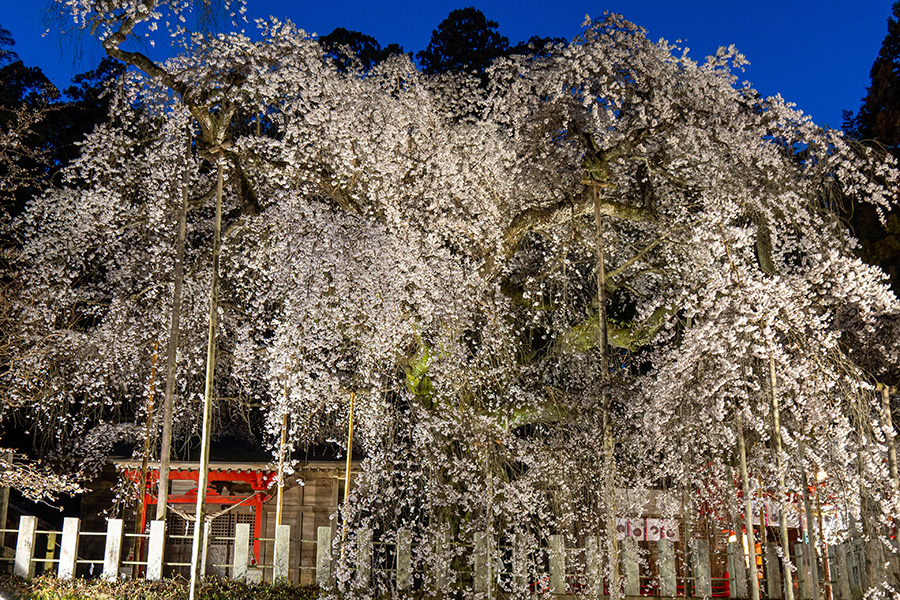 桜の生命感を感じます