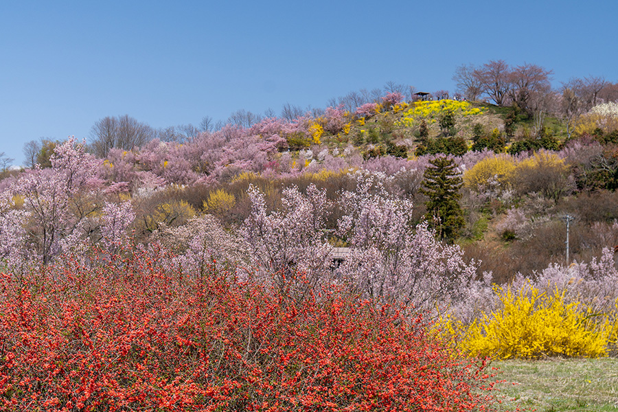 福島の桃源郷・花見山