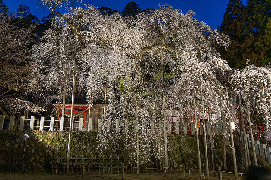 小川諏訪神社のしだれ桜