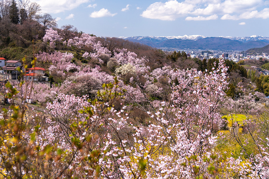 花々の向こうに蔵王連峰