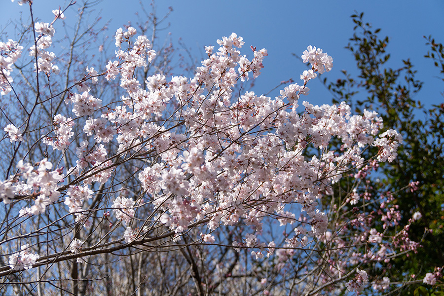 おかめ桜輝く
