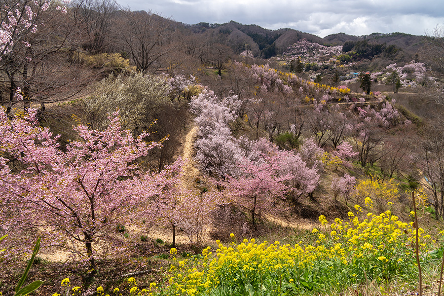 花見山から生花の里まで道が続いています