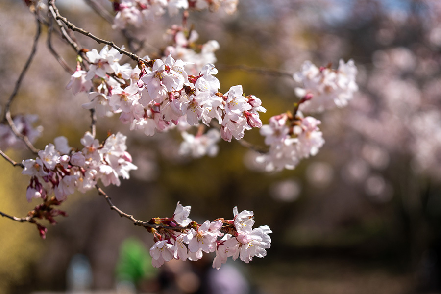 頂上にはおかめ桜