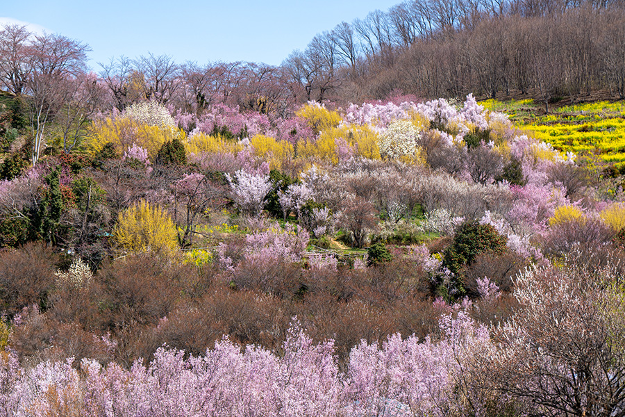 こんな景色の中を生花の里へ