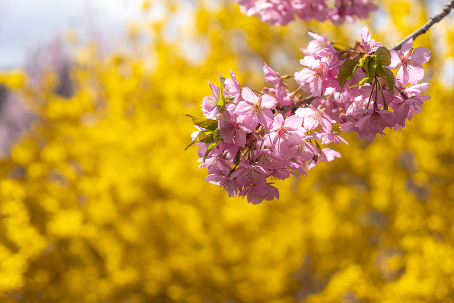 菜の花をバックに桜