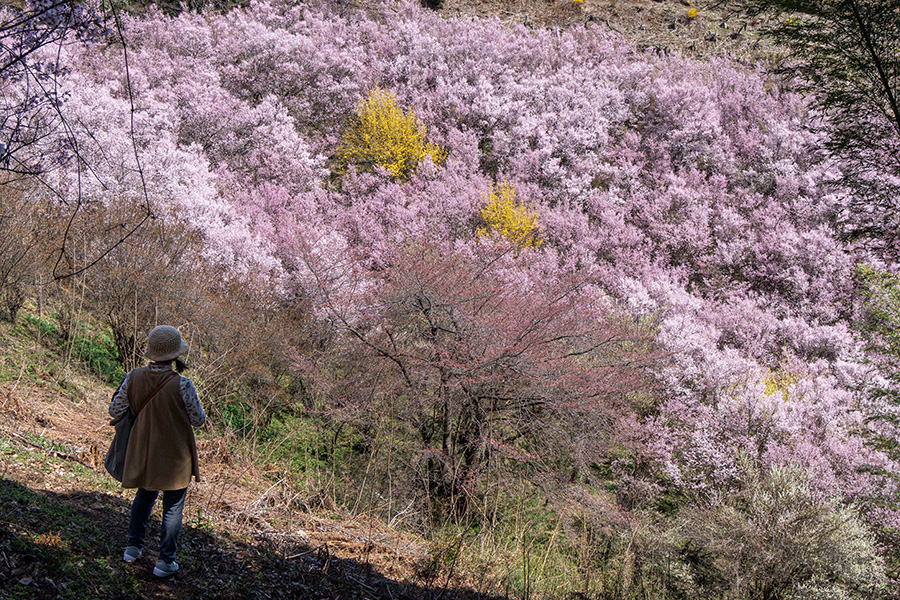 千本桜